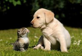 NJHS + Suncoast Animal League Donation Drive